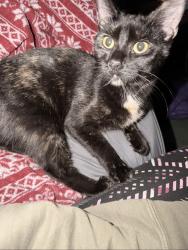 Lost Female Cat last seen Kings crossing Jefferson crossroads heritage rd , Lincoln, DE 19960