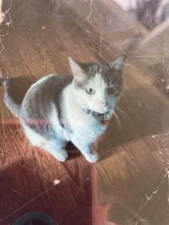 Lost Male Cat last seen 7th  St and Cedar Ave, Long Beach, CA 90802
