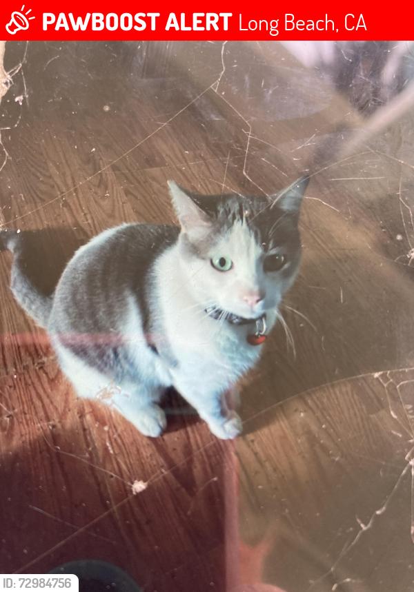 Lost Male Cat last seen 7th  St and Cedar Ave, Long Beach, CA 90802