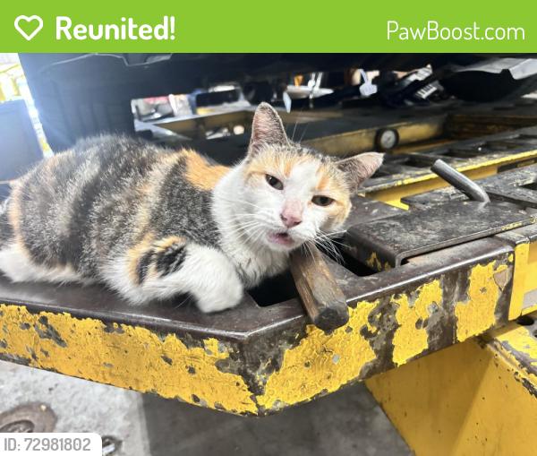 Reunited Female Cat last seen Last seen at&t parking lot  nw 15th Margate, Margate, FL 33063