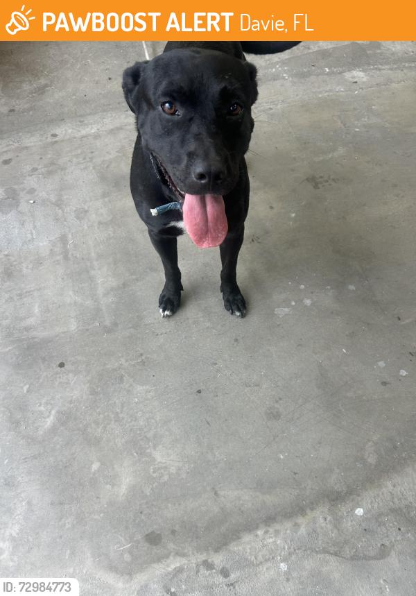 Found/Stray Male Dog last seen W. State Rd. 84 by New River Bridge, Davie, FL 33312