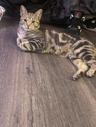 Lost Male Cat last seen Near menalto ave, East Palo Alto, CA 94303