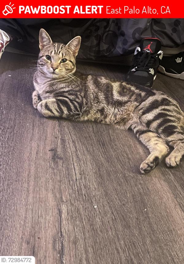 Lost Male Cat last seen Near menalto ave, East Palo Alto, CA 94303