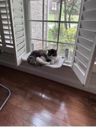 Reunited Male Cat last seen Brightview Great Falls, Great Falls, VA 22066