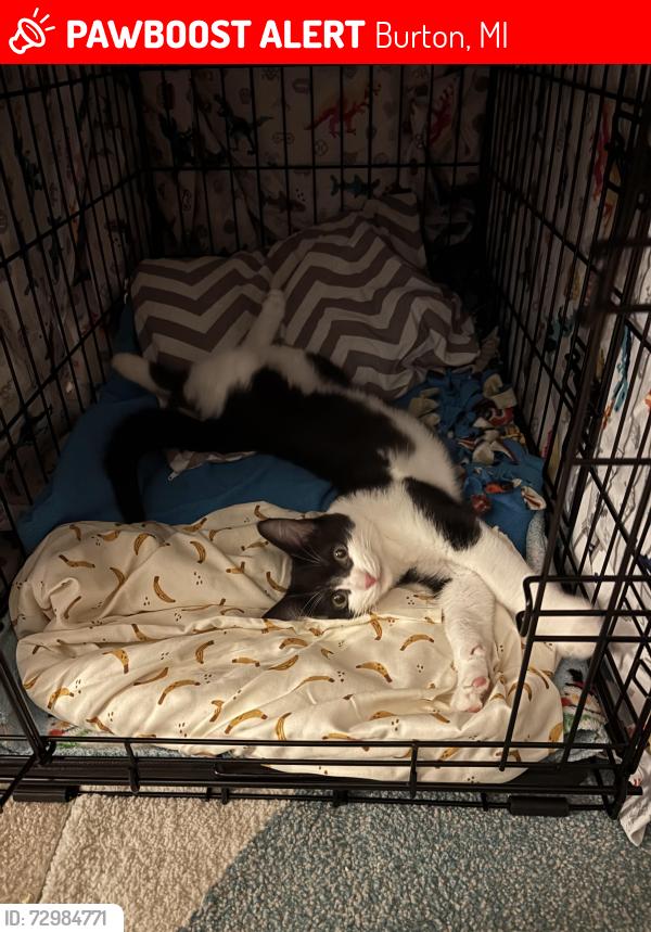 Lost Male Cat last seen Davison and Belsay in Beechwood ests, Burton, MI 48509