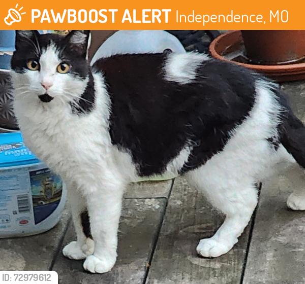Found/Stray Female Cat last seen Strode Rd , Independence, MO 64057