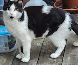 Found/Stray Female Cat last seen Strode Rd , Independence, MO 64057