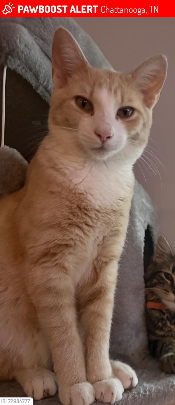 Lost Male Cat last seen Igou Gap and Haven Crest Dr, Chattanooga, TN 37421