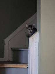 Lost Male Cat last seen Woodland and Orchard Lake, Sylvan Lake, MI 48320