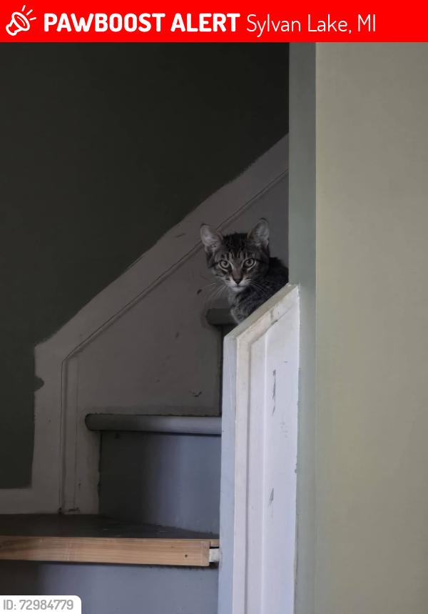 Lost Male Cat last seen Woodland and Orchard Lake, Sylvan Lake, MI 48320