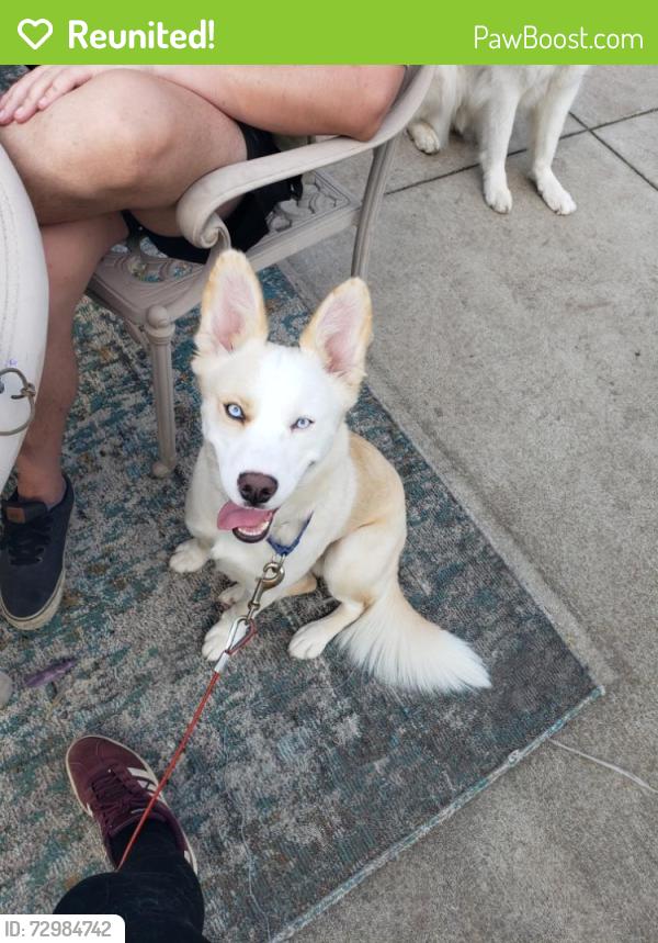 Reunited Female Dog last seen Took off at address on Windvale Dr, Pittsburgh, PA 15236