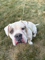 Reunited Male Dog last seen On capital towards Franklinton, Franklin County, NC 27525