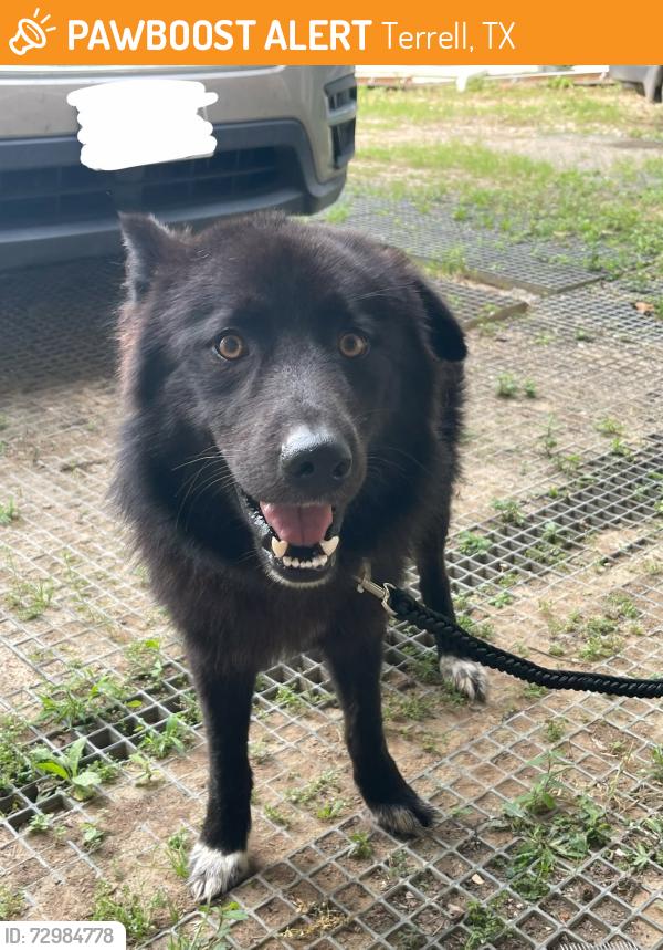 Found/Stray Male Dog last seen On 429 Near Highway 80 in Terrell, TX, Terrell, TX 75160