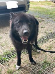 Found/Stray Male Dog last seen On 429 Near Highway 80 in Terrell, TX, Terrell, TX 75160