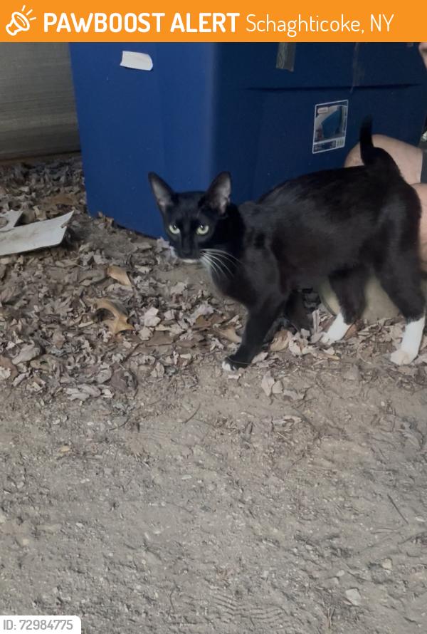 Found/Stray Unknown Cat last seen Route 40 and Calhoun, Schaghticoke, NY 12182