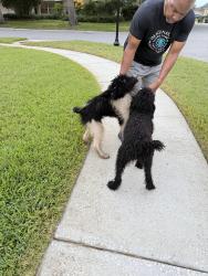 Reunited Male Dog last seen Wesmere Subdivision - Carisbrooke, Ocoee, FL 34761