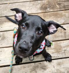 Found/Stray Female Dog last seen Starnes Cove Road x Pisgah View at the Oil Can, Asheville, NC 28806