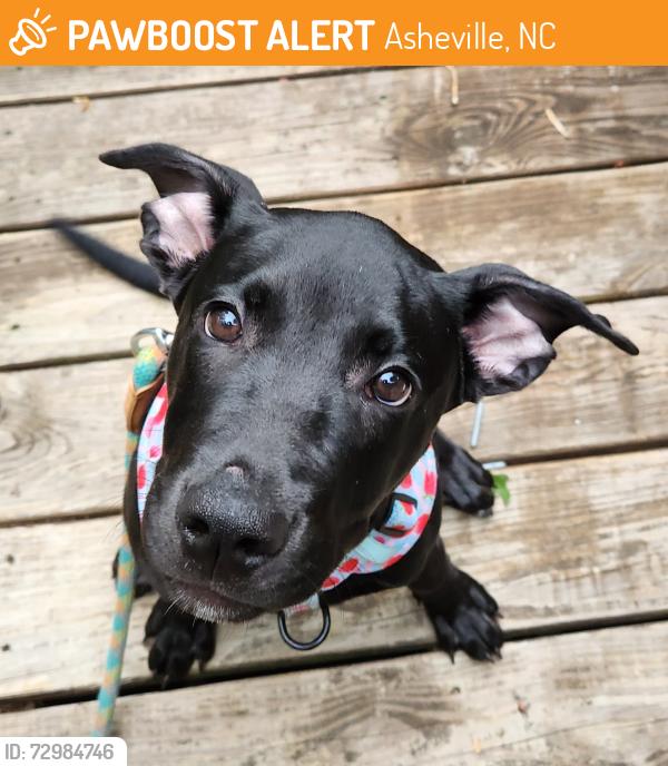Found/Stray Female Dog last seen Starnes Cove Road x Pisgah View at the Oil Can , Asheville, NC 28806