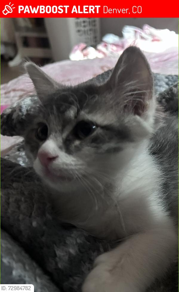 Lost Female Cat last seen 1st and Sheridan, Denver, CO 80219