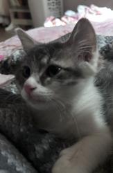 Lost Female Cat last seen 1st and Sheridan, Denver, CO 80219