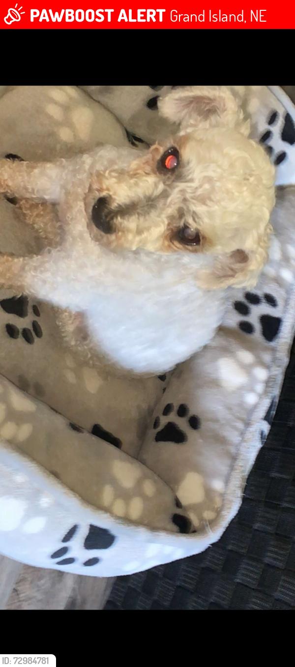 Lost Female Dog last seen Seedling mile ct grand island , Grand Island, NE 68801