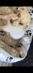 Lost Female Dog last seen Seedling mile ct grand island , Grand Island, NE 68801