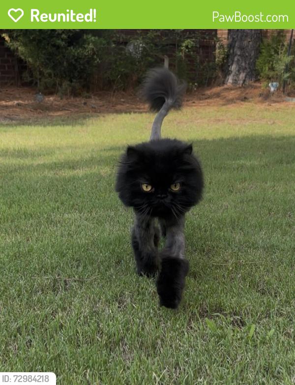 Reunited Male Cat last seen Emerald apmts on Millertown Pike 37917, Knoxville, TN 37917