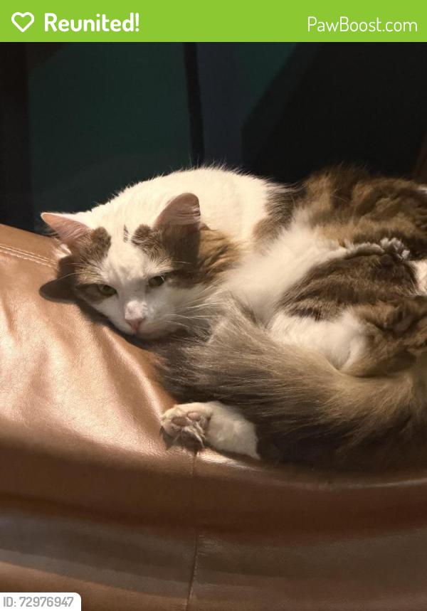 Reunited Male Cat last seen Leslie Reserve.. Mais or Laurie St, Reservoir, VIC 3073