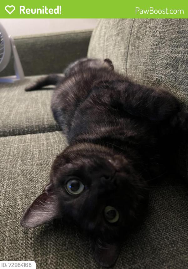 Reunited Female Cat last seen Near Chippewah Dr Chattanooga, TN  37412 United States, Chattanooga, TN 37412