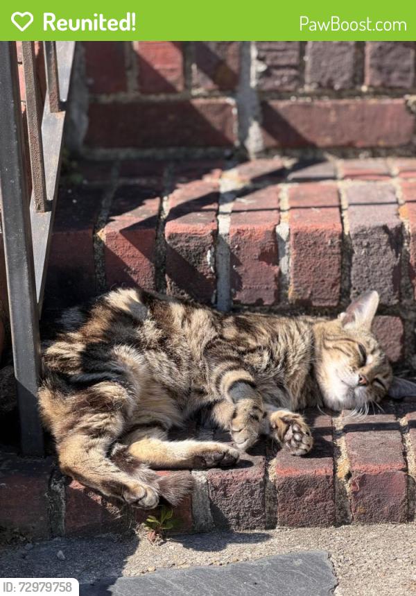 Reunited Male Cat last seen Westbrook, Richmond, VA 23227