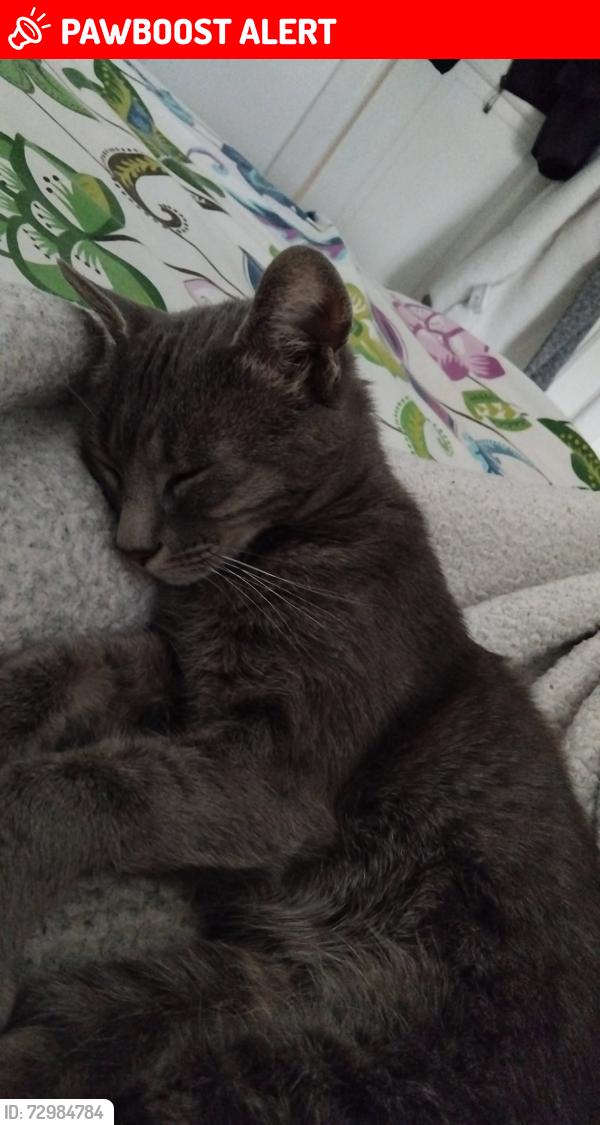 Lost Male Cat last seen NW90TR , Greater London, England NW9 0TR
