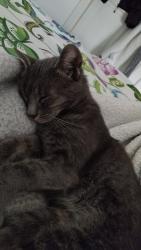 Lost Male Cat last seen NW90TR , Greater London, England NW9 0TR