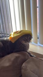 Lost Female Cat last seen Mears park , Saint Paul, MN 55101