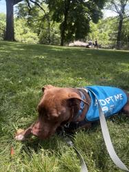 Shelter Stray Male Dog last seen Near Webster Avenue, BRONX, NY, 10467, New York, NY 10029