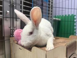 Shelter Stray Male Rabbit last seen Walton Avenue, BRONX, NY, 10453, 326 E 110th St, New York, NY 10029, USA