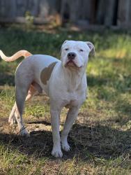 Reunited Male Dog last seen Anderson elementary school , Tampa, FL 33611