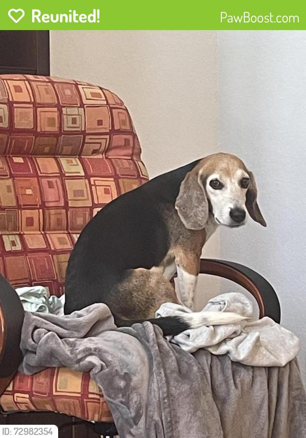Reunited Male Dog last seen Morgan’s Landing, La Porte, TX 77571