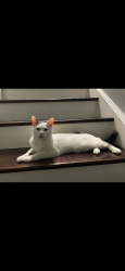 Lost Male Cat last seen Drake Ave, Joliet, IL 60586