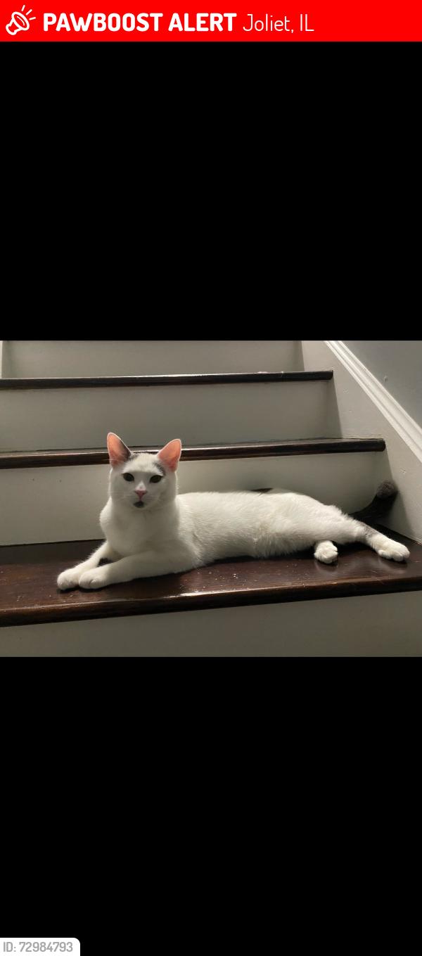 Lost Male Cat last seen Drake Ave, Joliet, IL 60586
