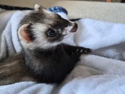Lost Male Ferret last seen Asher park apmts, Irving, TX 75038