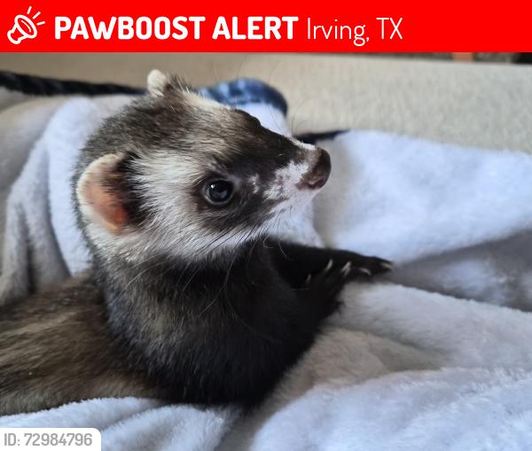 Lost Male Ferret last seen Asher park apmts, Irving, TX 75038
