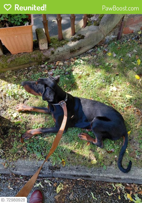 Reunited Male Dog last seen Princes park, Merseyside, England L8