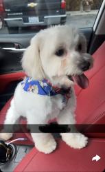 Reunited Male Dog last seen Sunset Ave, Waukegan, IL, USA, Waukegan, IL 60087