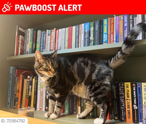 Lost Male Cat last seen Near the Devonshire pub garden, Balham , Greater London, England SW12 9RB
