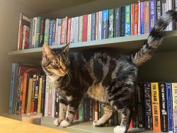Lost Male Cat last seen Near the Devonshire pub garden, Balham , Greater London, England SW12 9RB