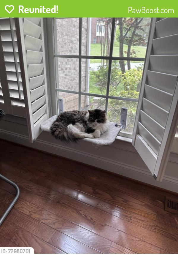 Reunited Male Cat last seen Brightview Great Falls, Great Falls, VA 22066