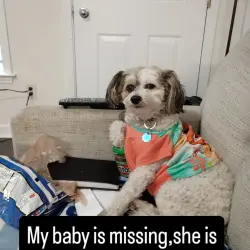 Reunited Female Dog last seen Carolina Beach Rd and college rd, Wilmington, NC 28403