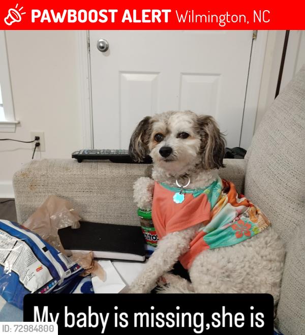 Lost Female Dog last seen Carolina Beach Rd and college rd, Wilmington, NC 28403