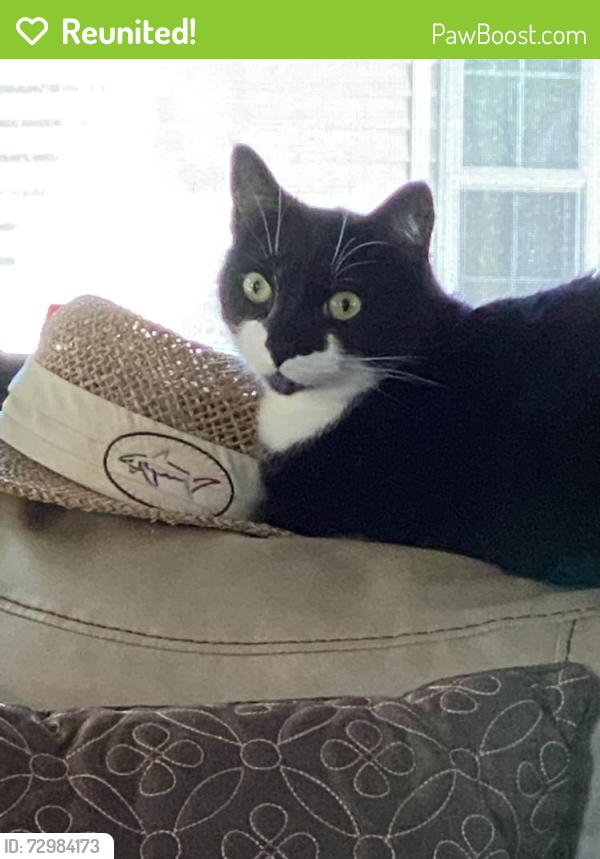 Reunited Male Cat last seen Upper Ridgewood , Hendersonville, NC 28791
