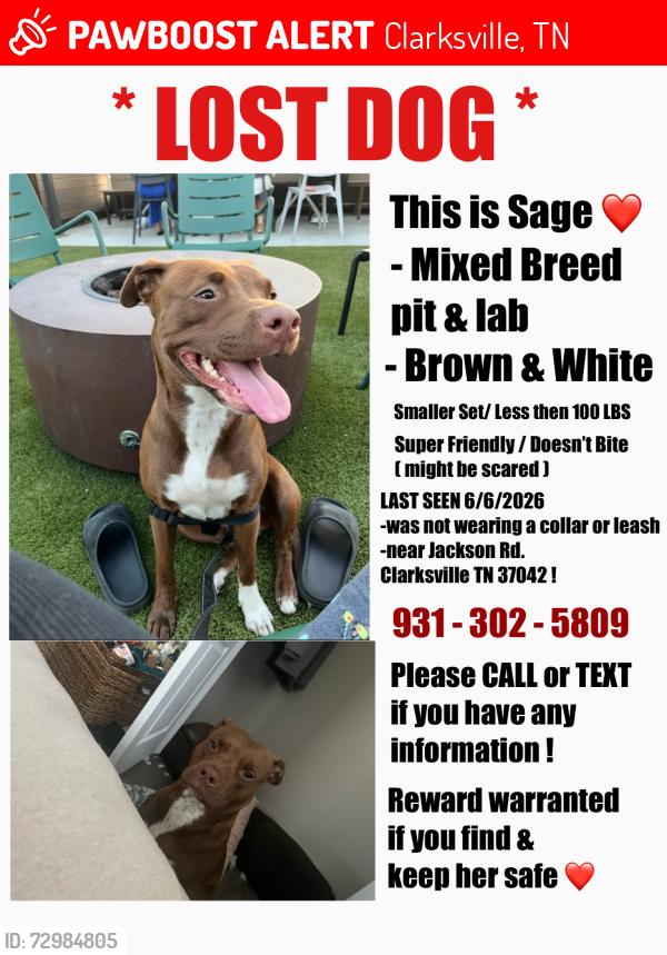 Lost Female Dog last seen jackson rd , Clarksville, TN 37042